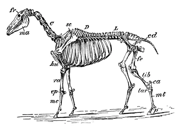 Het Skelet Van Een Paard Met Zijn Onderdelen Geëtiketteerd Vintage — Stockvector