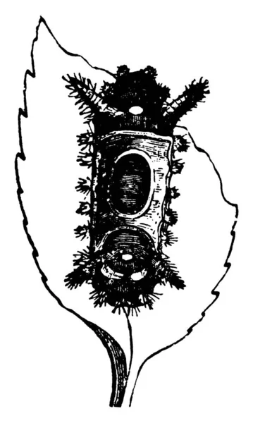 Εικόνα Απεικονίζει Την Κάμπια Empretia Stinulea Είδος Που Περιγράφει Μια — Διανυσματικό Αρχείο