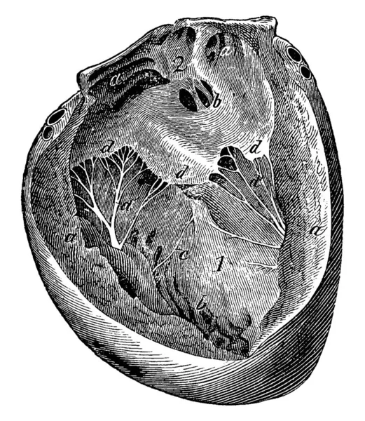 心脏开放的左侧 带有部分 有标签 老式线条绘图或雕刻插图 — 图库矢量图片