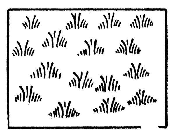 Representação Típica Gramíneas Tropicais Altas Mapa Topográfico Desenho Linha Vintage —  Vetores de Stock