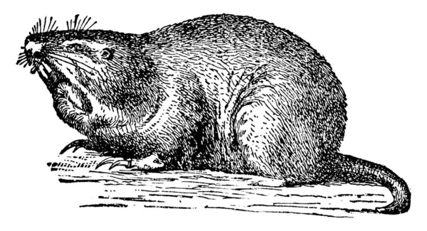 食人魔是一种啮齿动物 它用大面袋 小眼睛 短而毛茸茸的尾巴 古老的线条画或雕刻图解在地面上筑巢 — 图库矢量图片