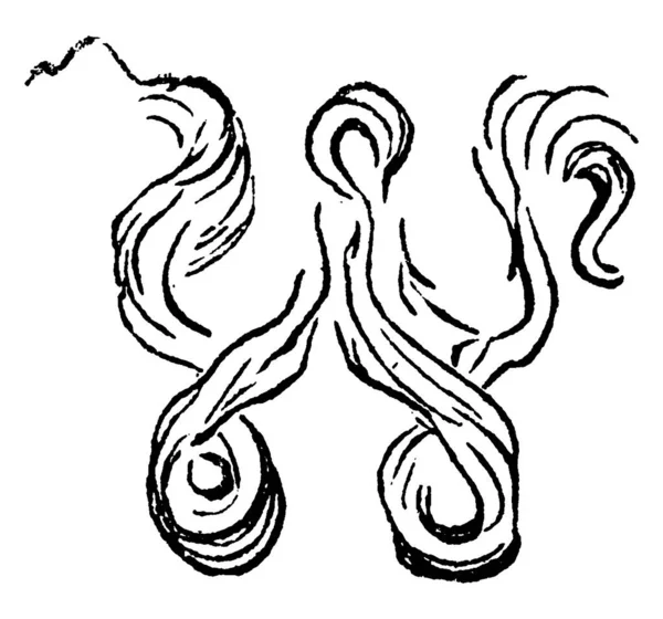 Figure Représentant Alphabet Anglais Décoré Dessin Ligne Vintage Illustration Gravure — Image vectorielle