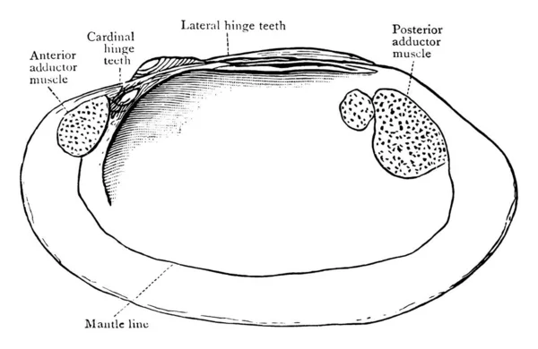 Clam Sjødyr Med Skall Deler Som Kan Lukkes Tett Sammen – stockvektor