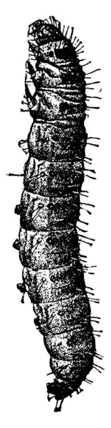 蛾的幼虫期蛾的幼虫期 未被承认的种 有深色斑斑 其身体被分割 覆盖着毛发 古老的线条画或雕刻插图 — 图库矢量图片