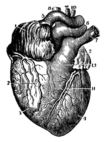 Estructura Del Corazón Humano Órgano Que Bombea Sangre Por Todo — Archivo Imágenes Vectoriales