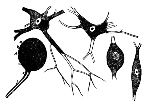 Célula Nervoso Também Chamado Neurônios Sua Função Transmitir Mensagens Uma —  Vetores de Stock