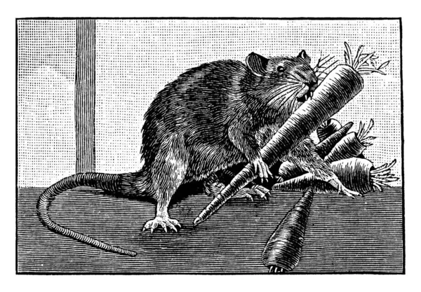 Brązowy Szczur Mały Gatunek Gryzonia Jedzącego Marchewkę Rysunek Linii Vintage — Wektor stockowy