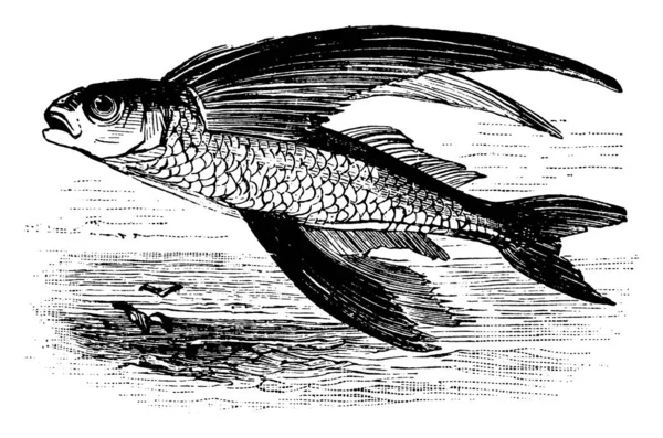 Ryby Które Mogą Pływać Skakać Wysoko Poziomu Wody Vintage Linii — Wektor stockowy