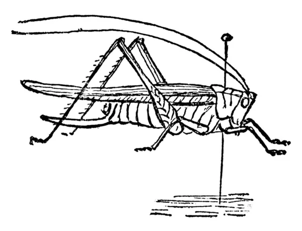 Grasshopperは 古代の噛む草食性昆虫は サブオーダーのCaeliferaに属しています ヴィンテージライン図面やイラストを彫刻 — ストックベクタ