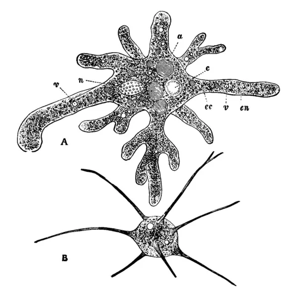 微生物の典型的な表現である アメーバ プロテウス と名付けられた部分で アメーバ ラジオサ 収縮性液胞 食物を包み込み 9つの偽薬のうちの1つ ヴィンテージライン — ストックベクタ