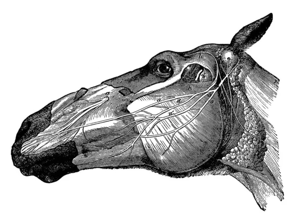 Côté Gauche Tête Cheval Montrant Répartition Des Parties Faciales Des — Image vectorielle