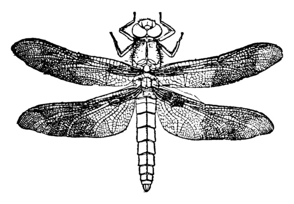 Libélula Rápido Vuelo Acrobático Insectos Muchos Colores Que Comen Mosquitos — Vector de stock