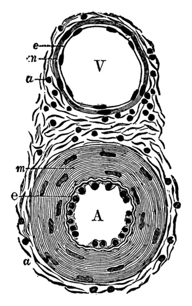 Transverse Section Small Artery Vein Its Parts Labelled Artery Vein — Stock Vector