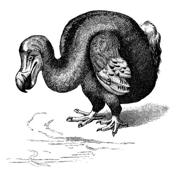 Dodo Est Oiseau Éteint Sans Vol Famille Des Columbidae Maurice — Image vectorielle