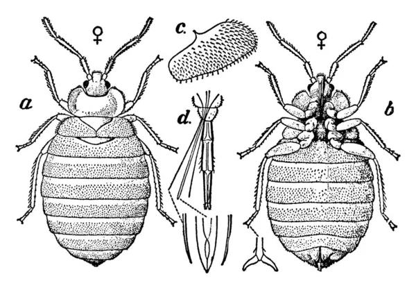 Punaise Lit Avec Ses Pièces Étiquetées Dessin Ligne Vintage Illustration — Image vectorielle