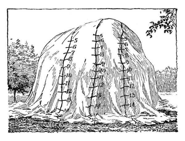 Image Montrant Diagramme Tente Fumigante Dessin Ligne Vintage Illustration Gravure — Image vectorielle