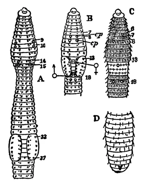 Diagrammen Van Verschillende Regenwormen Externe Karakters Illustreren Geëtiketteerde Delen Vertegenwoordigen — Stockvector
