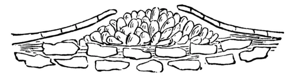 Раздельный Вид Кисты Листе Розы Рисунок Винтажной Линии Гравировка — стоковый вектор