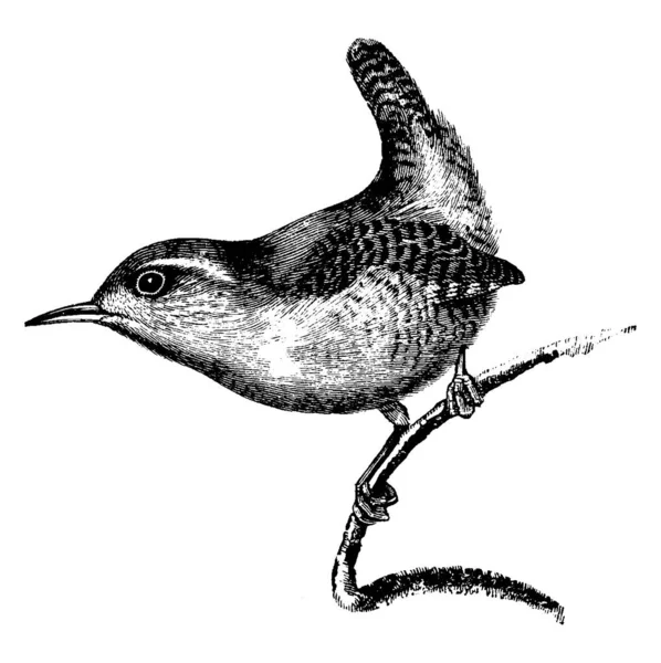 Wren Mały Brązowawy Ptak Okoniowy Rodziny Troglodytidae Troglodytidae — Wektor stockowy