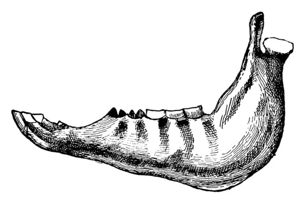 Mascella Giovane Cavallo Maschio Non Castrato Vista Laterale Disegno Linee — Vettoriale Stock