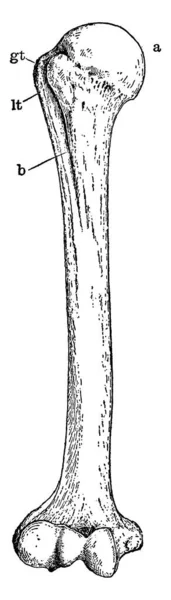Typical Representation Human Humerus Bone Longest Largest Bone Upper Leg — Stock Vector