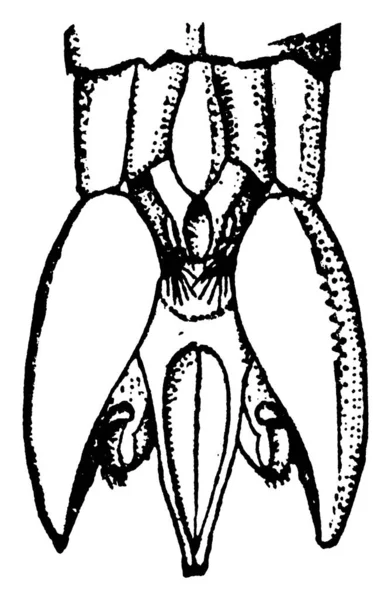 Der Langschwanz Ichneumon Thalessa Lunator Hinterleibsspitze Mit Dunkler Fleckiger Erscheinung — Stockvektor