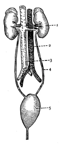 Una Representación Típica Los Riñones Sus Vasos Con Las Partes — Archivo Imágenes Vectoriales