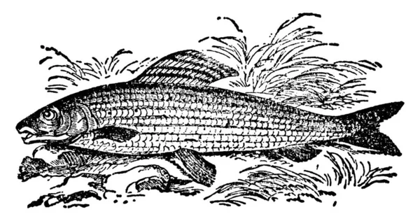Род Пресноводных Рыб Семейства Лососей Маленьким Ртом Зубами Длинным Многолучевым — стоковый вектор