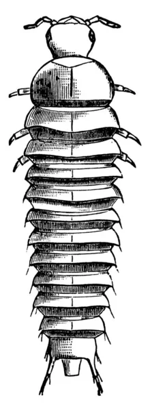 Leş Böceği Larvaları Segmentli Kıllı Gövdeye Klasik Çizgi Çizimine Gravür — Stok Vektör