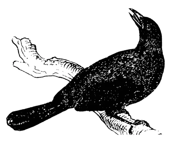 カッコウは 長い尾 ヴィンテージラインの絵や彫刻イラストを持つCuculidae家族からです — ストックベクタ