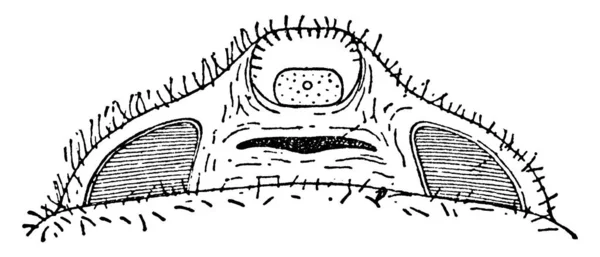 典型的なリフィスティウス デスラー種の下面の表現 女性の隆起した性器または最初の浸透圧サイト 性器開口部のような部分を示す ピットプレート グランドとラメラの端 ヴィンテージリン — ストックベクタ