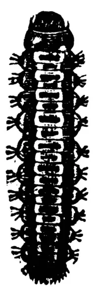 エルムリーフカブトムシの幼虫は エルムの葉 ヴィンテージラインの描画や彫刻イラストの深刻な偏差を引き起こす — ストックベクタ