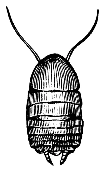 ゴキブリは 2つの翼 ヴィンテージラインの描画や彫刻イラストを持つ昆虫です — ストックベクタ