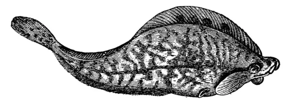 生活在海水中的比目鱼 比目鱼 比目鱼或雕刻画 — 图库矢量图片