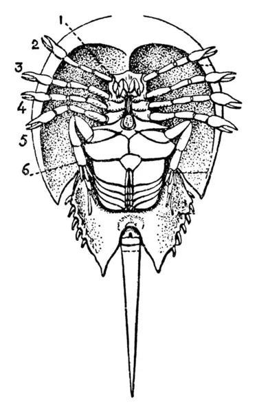 Een Typische Weergave Van Ventrale Weergave Van Limulus Polyphemus Met — Stockvector