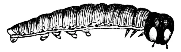 Маленькая Гусеница Отличающаяся Большими Четкими Глазами Рисунком Винтажной Линии Гравировкой — стоковый вектор
