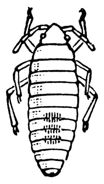 Chinch Wants Blissus Leucopterus Species Nieuw Uitgebroede Larve Vintage Lijntekening — Stockvector