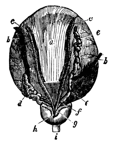 Vessie Est Organe Musculaire Rond Forme Sac Qui Stocke Urine — Image vectorielle