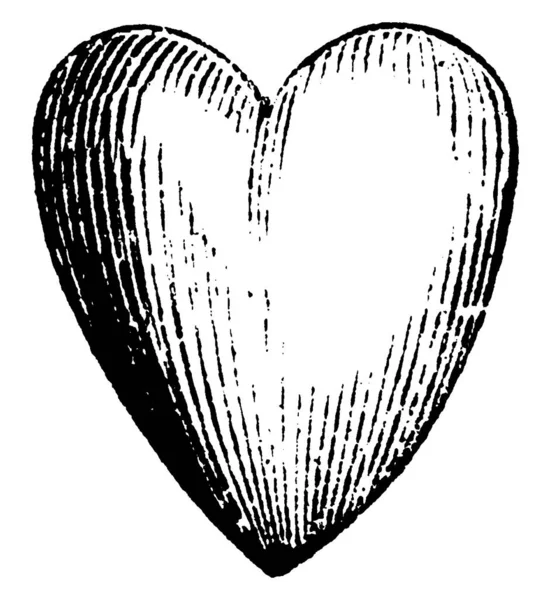 Рисунок Сердца Настоящее Сердце Символ Любви Страсти Рисунок Винтажной Линии — стоковый вектор