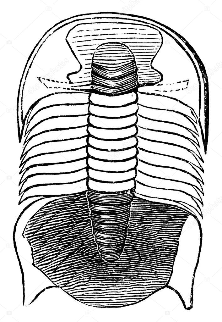 Paradoxides Harlani is a genus of trilobites of the order Redlichiida, found as fossils in Middle Cambrian rocks of North America, vintage line drawing or engraving illustration.