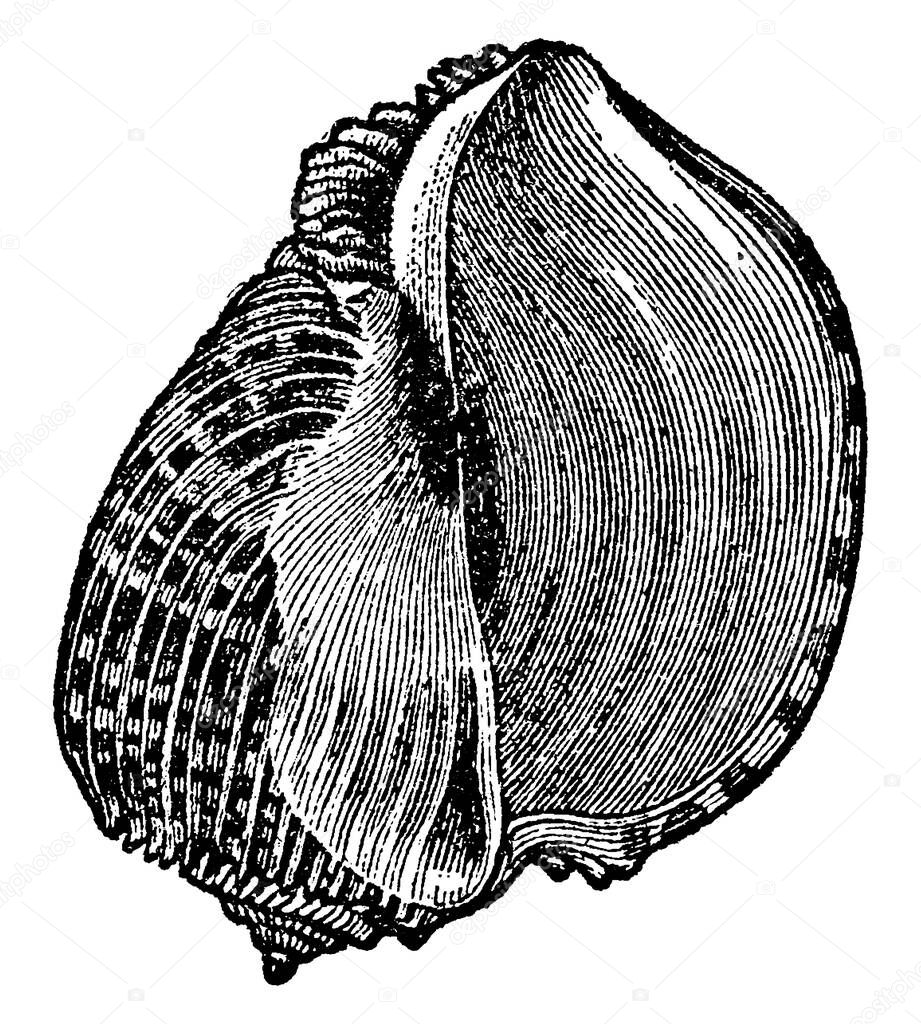 Harp-shell, the shell of a genus of mollusks, belonging to the gasteropoda and to the whelk family, Vaughan, vintage line drawing or engraving illustration.