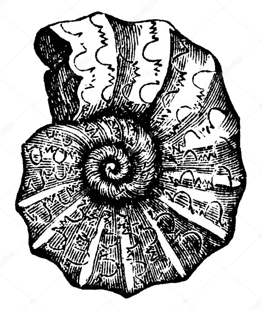 A typical representation of, 'Ammonites nodosus', with ceratitic suture pattern on its shell and frilly saddles that appear might be due to the increased pressure on the shell at greater depth, vintage line drawing or engraving illustration.