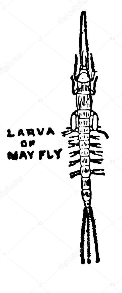 The first stage of the life of a Mayfly is the Nymph or Larva., vintage line drawing or engraving illustration. 