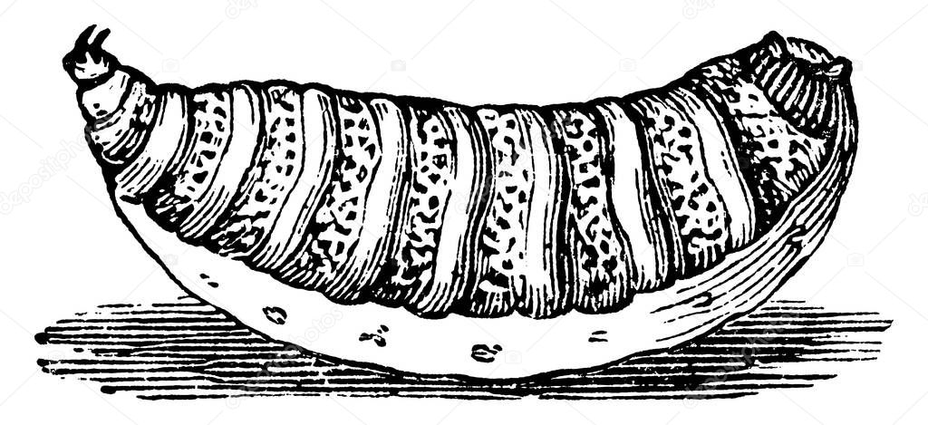 The full-grown larva of the Sheep Bot Fly, a fly in the Oestridae family of bot flies and is known as a major pest in the Australian sheep industry, vintage line drawing or engraving illustration.
