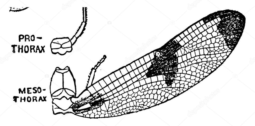The body section of Mayfly after the head is called thorax, this diagram show mesothorax section of thorax., vintage line drawing or engraving illustration. 