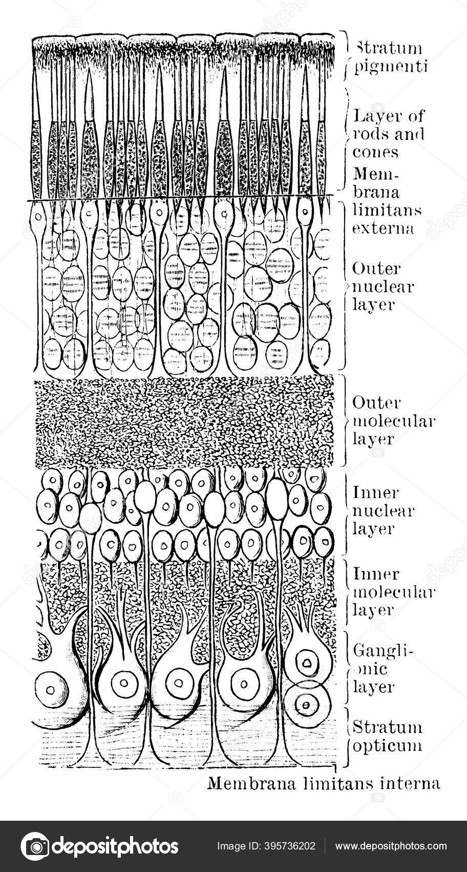 Diagrammatic Section Human Retina Parts Labeled Inner Outer Molecular ...