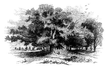 Erkeklerin ve ağaçların doğal bir görüntüsü. İnsanların çok küçük göründüğünü ve devasa, yayılan bir ağacın yanında durduğunu gözlemledim. Klasik çizim ya da gravür. 