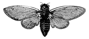 Yetişkin bir ağustos böceği, tarslarında üç eklem olması, konik bazlı küçük antenleri olması ve ucunda bir seta, klasik çizim ya da resimleme de dahil olmak üzere üç ila altı segmenti olması ile karakterize edilir. 