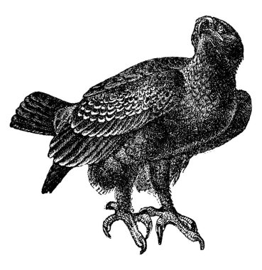 Çığırtkan, iri cüsseli kuş, küçük eğimli bir kafası, uzun bacakları ve sadece kısmen perdeli büyük ayakları var. Genel olarak, kanatları üzerinde büyük mahmuzlar bulunur. Bu mahmuzlar çiftler ve toprak anlaşmazlıkları, klasik çizimler ya da... 