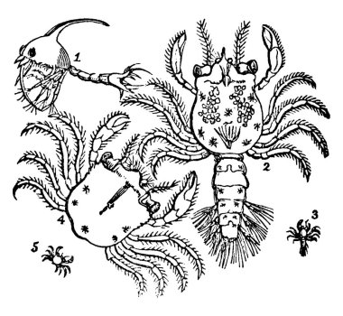 Dönüşüm veya yengecin aşamaları, 1: genç yengeç, büyütülmüş; 2: gelişmiş aşamada genç yengeç; 3: daha gelişmiş aşamada genç yengeç; 4; mükemmel biçimde genç yengeç; ve diğer, eski çizgi çizimi.